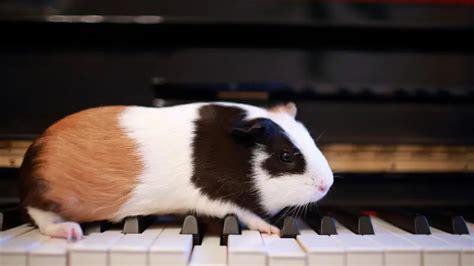 do guinea pigs prefer classical music over pop music